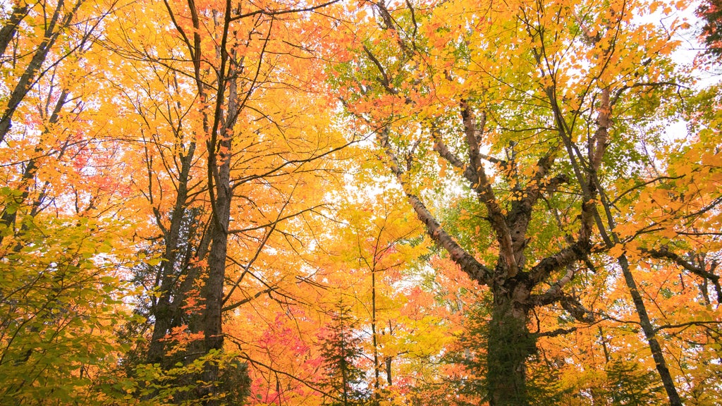 Summerlike weekend on tap in Twin Cities; fall returns early next week — WCCO / CBS Minnesota, Wayzata Community news