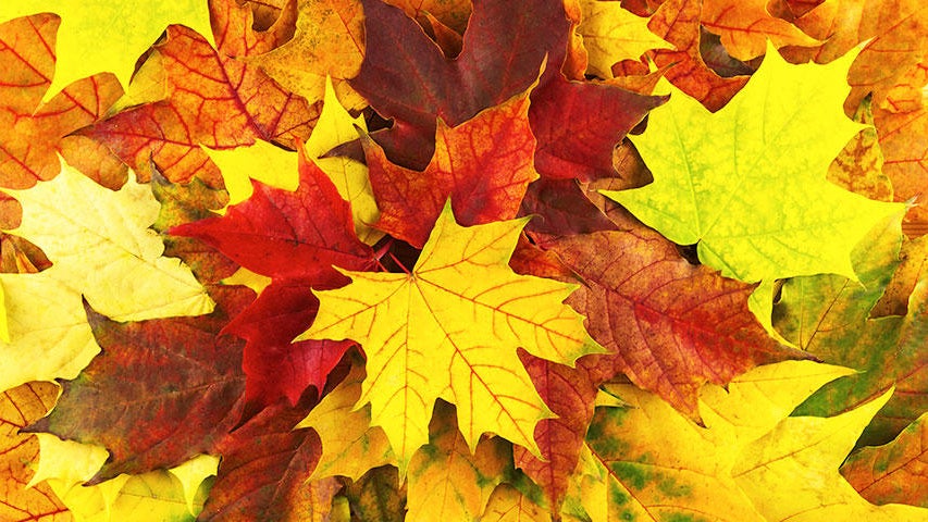 Cooler, quieter fall weather returns Tuesday in the Twin Cities — WCCO / CBS Minnesota, Wayzata Community news