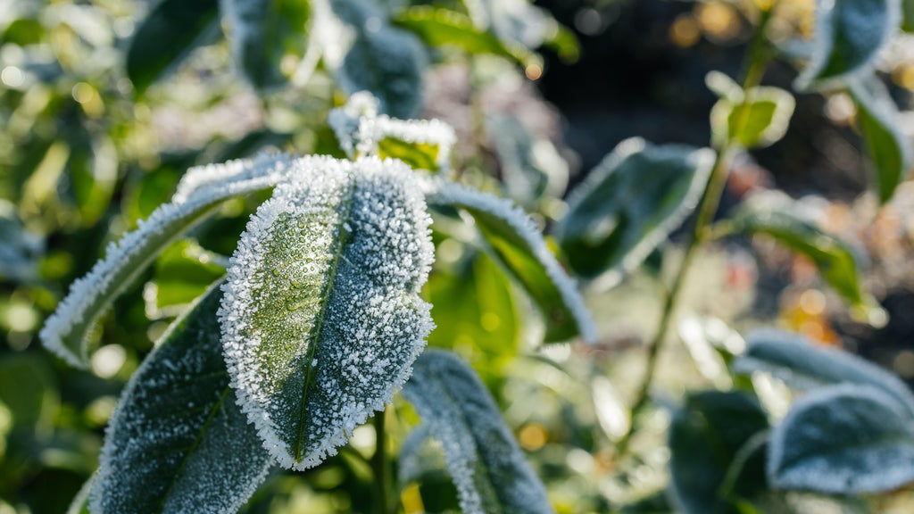 The first frost of the season is expected Saturday. Here's how to prepare your garden — WCCO / CBS Minnesota, Wayzata Sports news