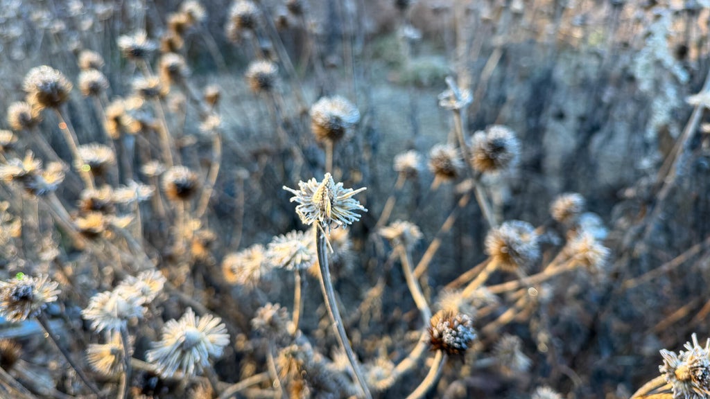 Breezy winds bring cool air to Minnesota, with first frost possible in the metro Friday night — WCCO / CBS Minnesota, Wayzata Sports news