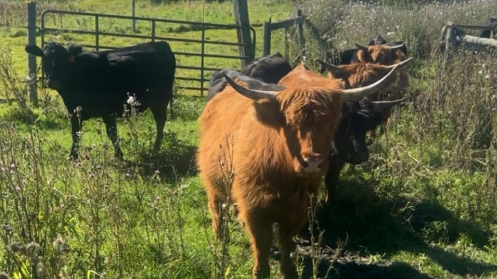 Minnesota farmer calls for thief to return nearly a dozen cows: "You're going to go to jail" — WCCO / CBS Minnesota, Wayzata Community news