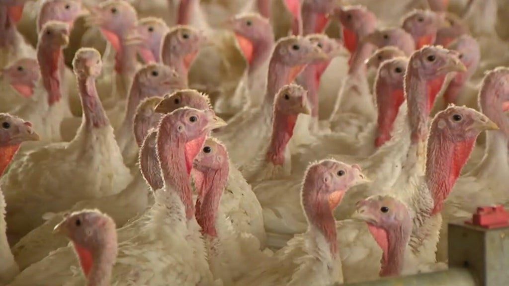 Bird flu confirmed in Barron County, Wisconsin, commercial poultry flock — WCCO / CBS Minnesota, Wayzata Real Estate news