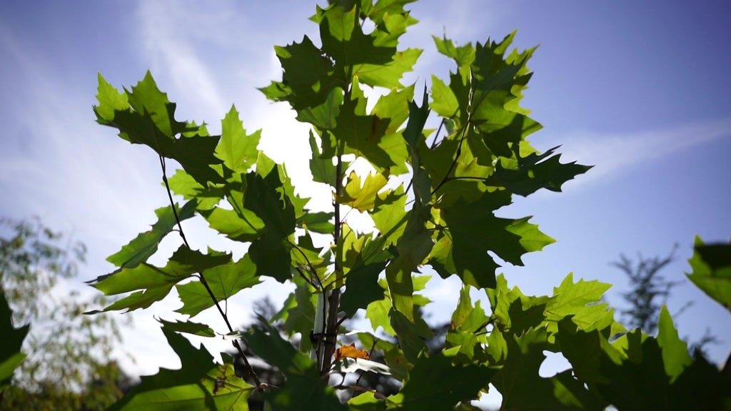 St. Paul city employees help plant trees at church in Rondo neighborhood — WCCO / CBS Minnesota, Wayzata Real Estate news