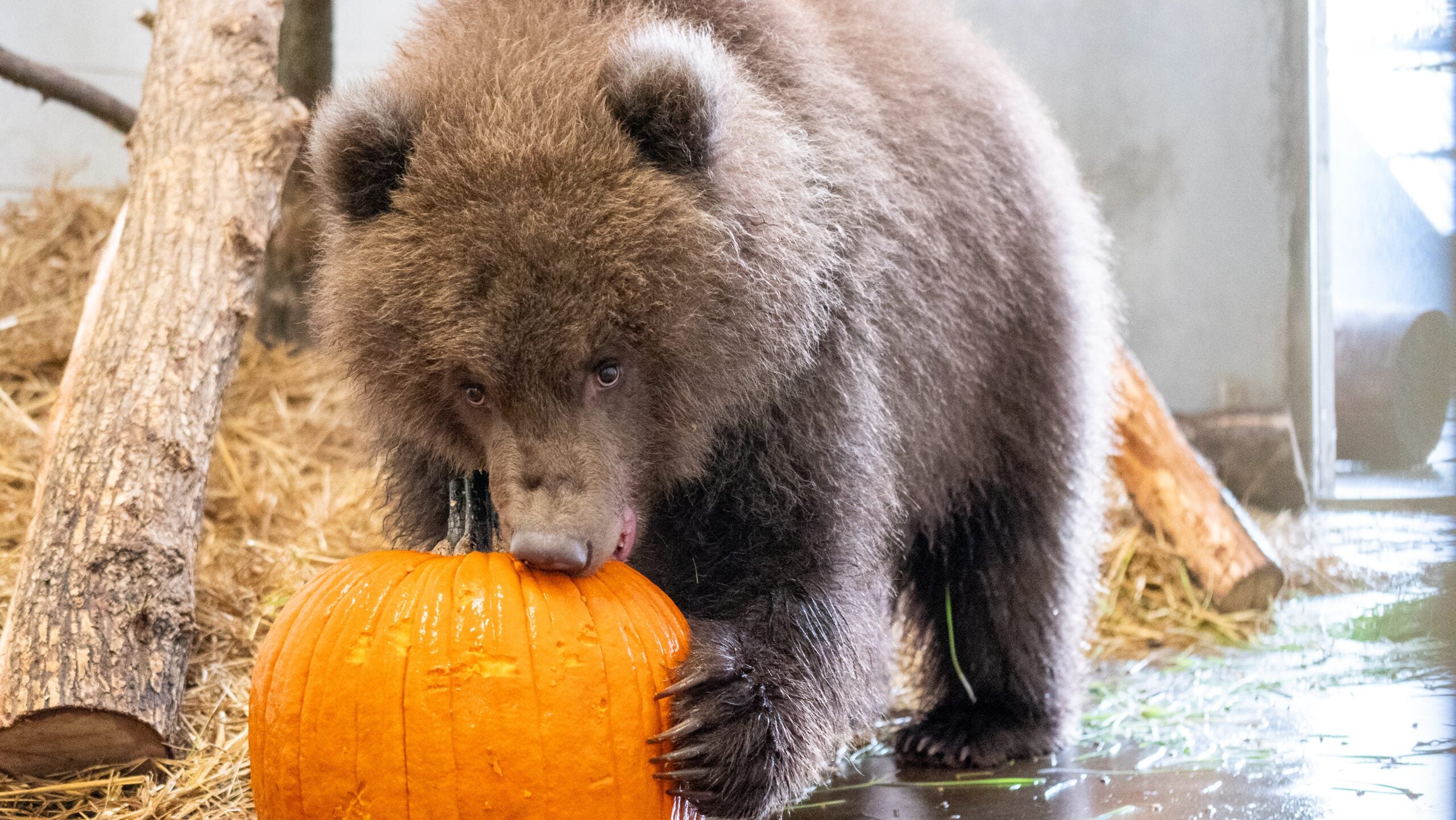 Minnesota Zoo welcomes 3 orphaned brown bear cubs rescued from Alaska — Wayzata Health news