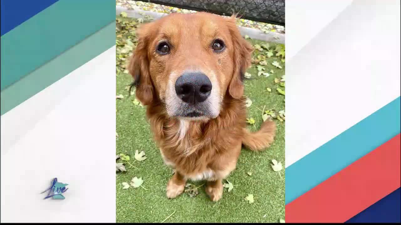 Adopt a Dog Month: Golden Retrievers — KSTP 5, Wayzata Community news