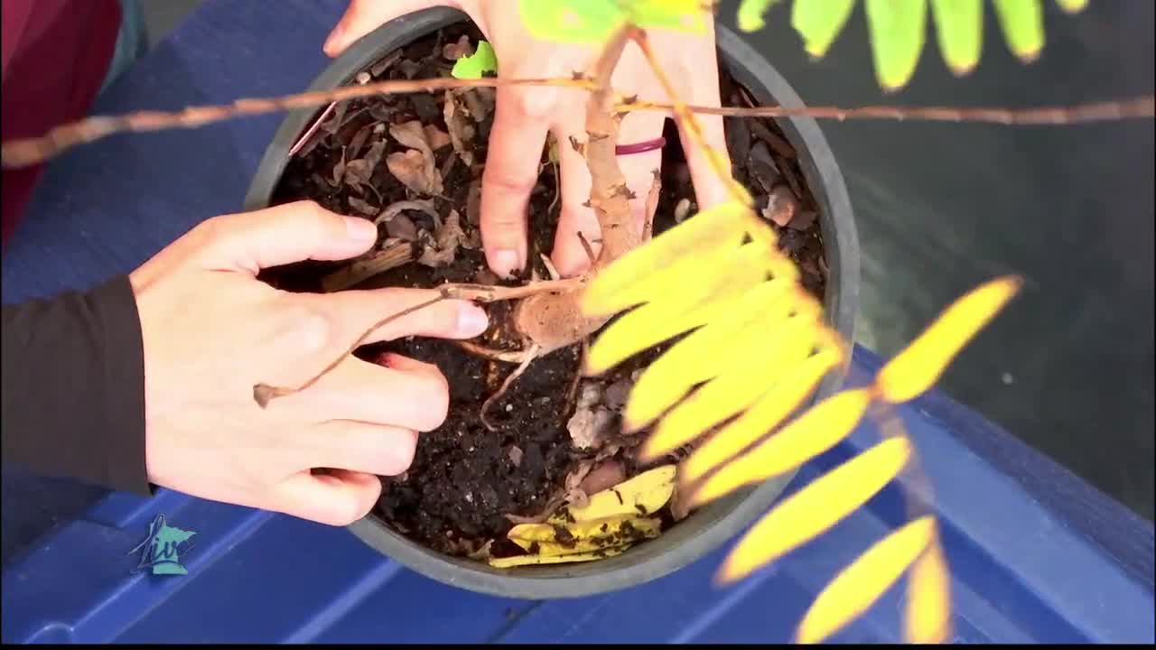 Tips for Planting Trees — KSTP 5, Wayzata Community news