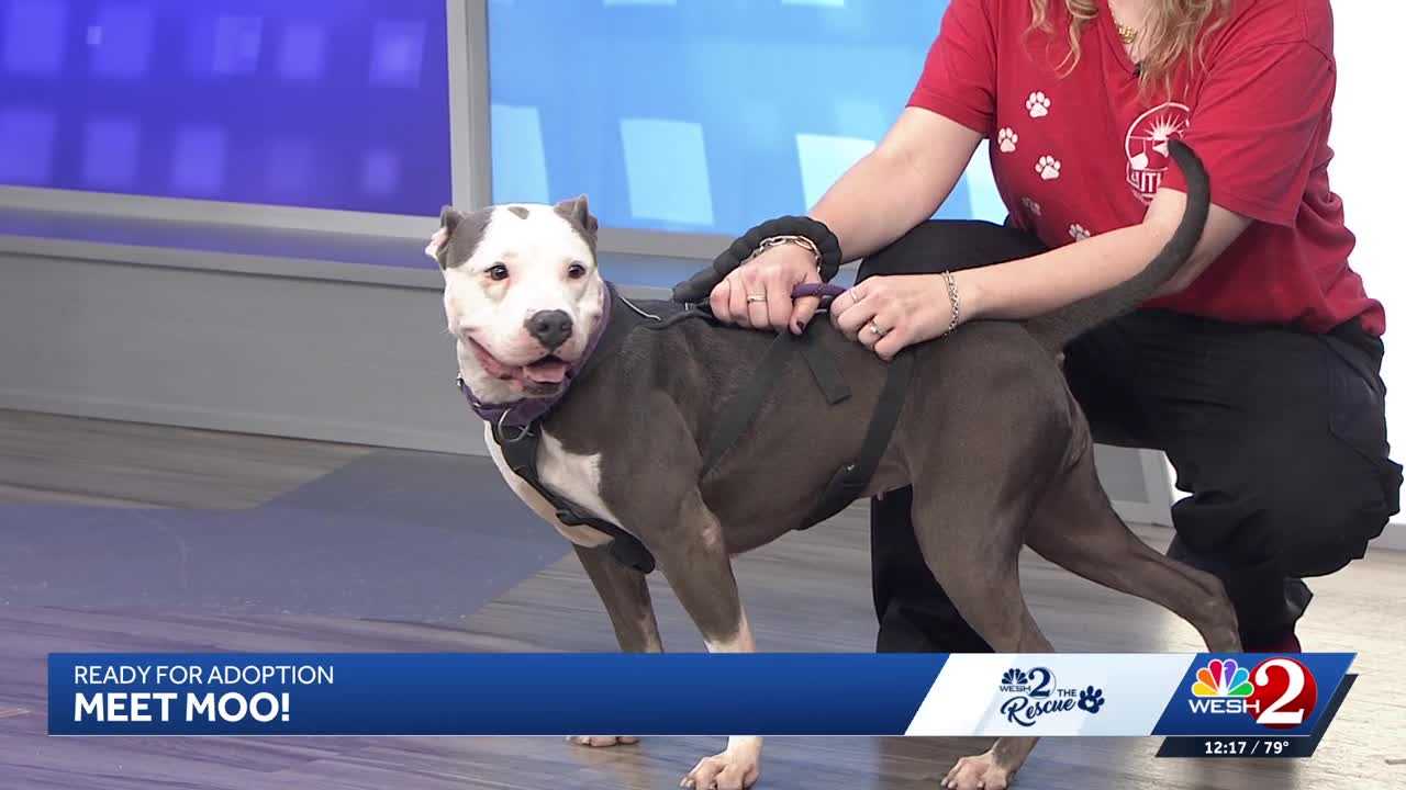Moo at Southeast Volusia Humane Society is looking for a home — WESH 2 Orlando, Wayzata Community news