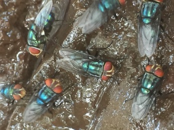 Odor complaints target Mexico’s screwworm fly facility — KFGO, Wayzata Schools news
