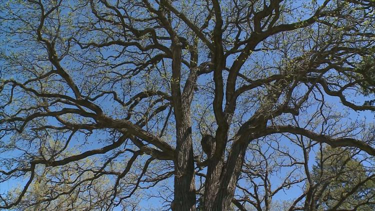 How to keep your oak trees healthy — KARE 11 Local, Wayzata Health news