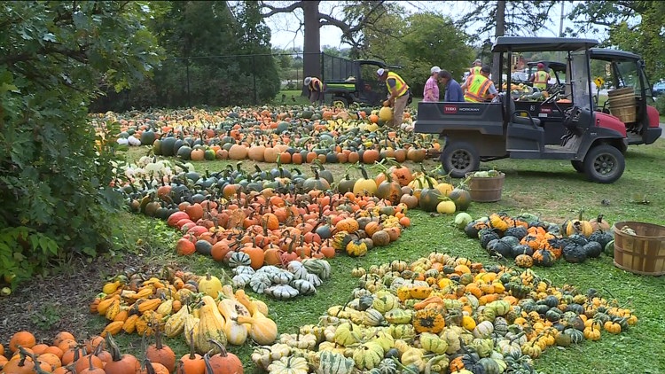 Pumpkin 101: Best to cook, carve & display — KARE 11 Local, Wayzata Community news