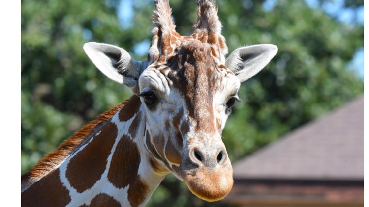 Como Zoo mourns loss of beloved giraffe, 'Skeeter' — Wayzata Community news
