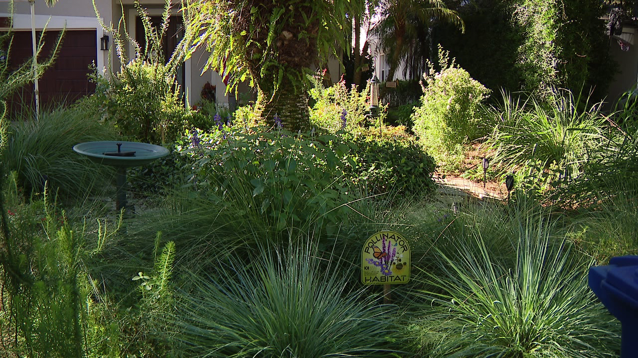 Florida city offers homeowners up to $3,000 to ditch thirsty grass — a move that slashes their water bills — FOX 9, Wayzata Community news