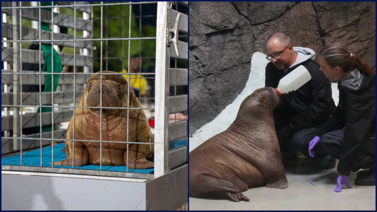 Orphaned baby walrus in Alaska flown 4,800 miles to new home in Florida — FOX 9, Wayzata Community news