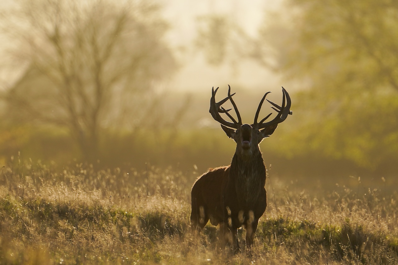 Deer-related crashes spike in the fall. Here's why. — FOX 9, Wayzata Sports news