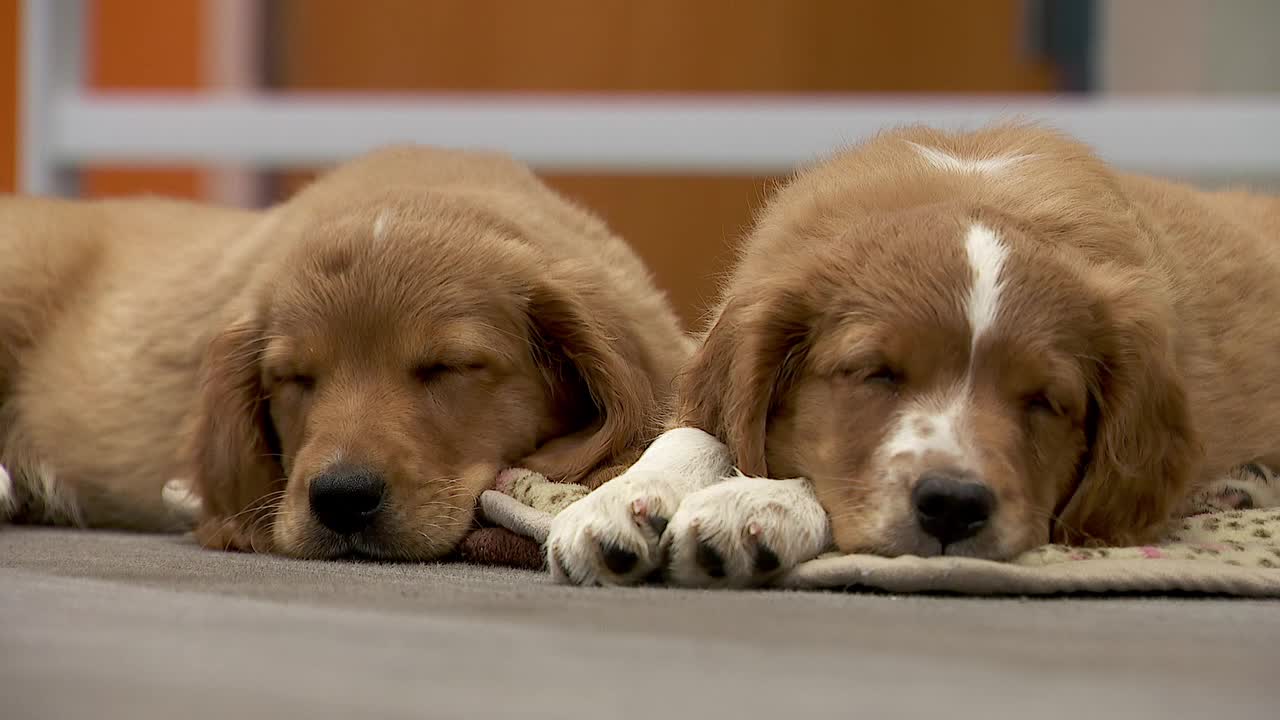 36 dogs rescued from unlicensed breeder in Cass County — Wayzata Community news