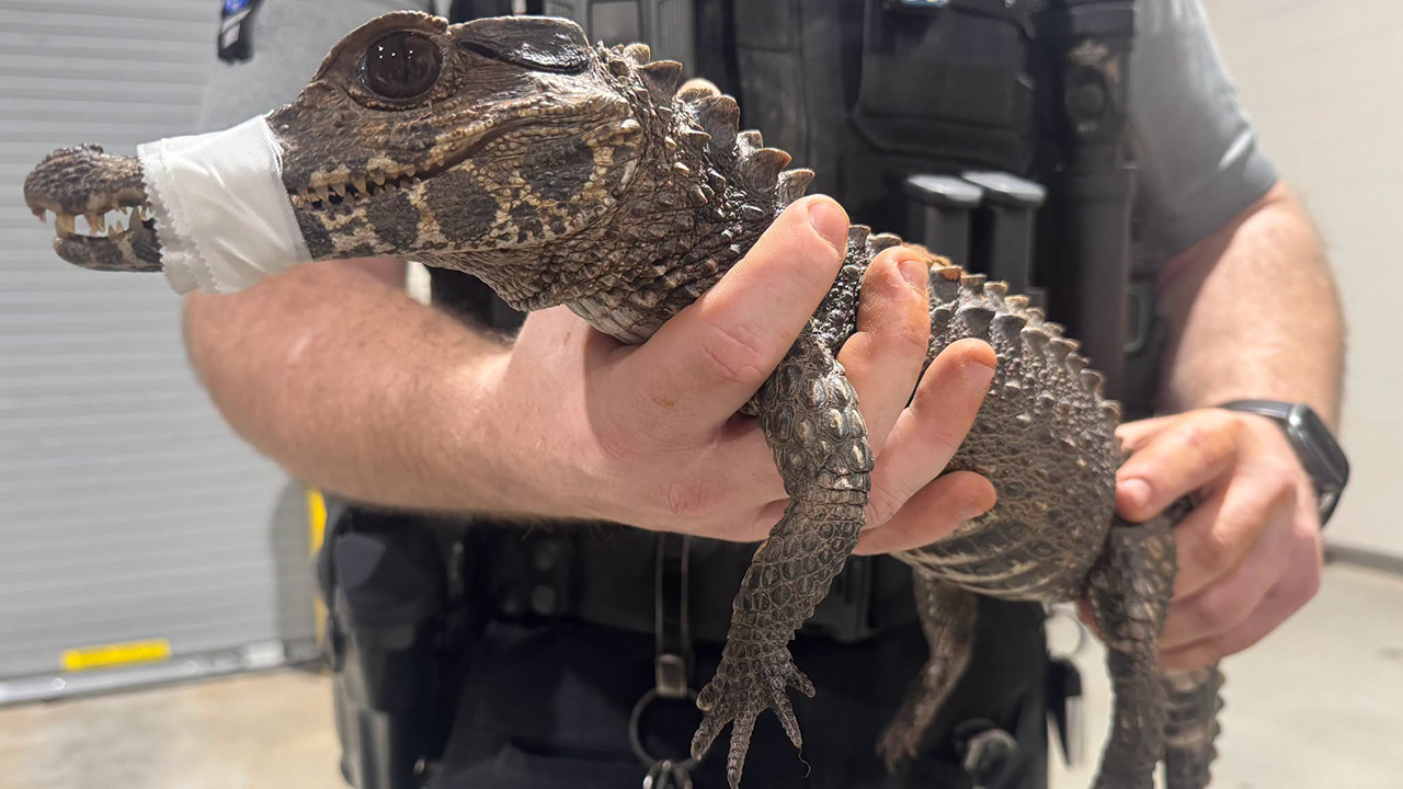 Watch: Deputies in Oklahoma capture escaped caiman after months on the loose — FOX 9, Wayzata Community news